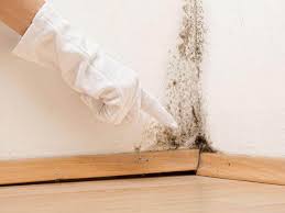 Best Asbestos and Lead Testing During Mold Inspection  in Plano, IL